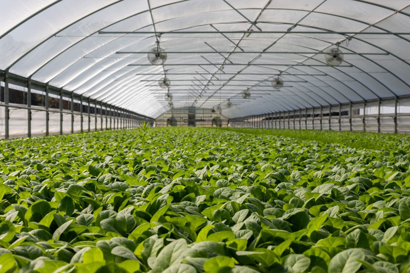 Agricultural plastic film covering crop rows in a greenhouse